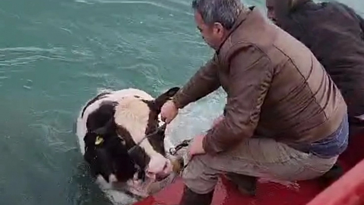 Kesilmekten kaçan dana Van Gölü'ne girdi