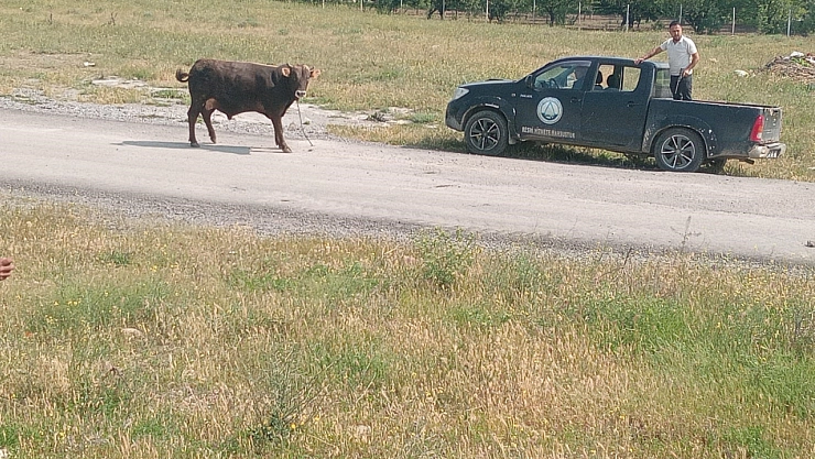 Kesimden kaçan tosun sakinleştirildi
