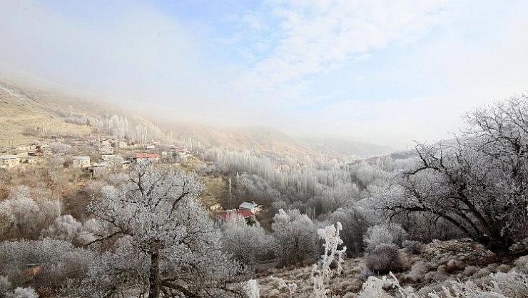 Kırağı tutan kayısı ağaçları