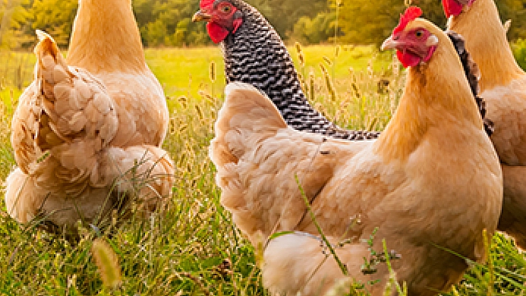 Kırmızı et alamayan vatandaş beyaz ete yöneldi: Üretim yüzde 6,9 arttı