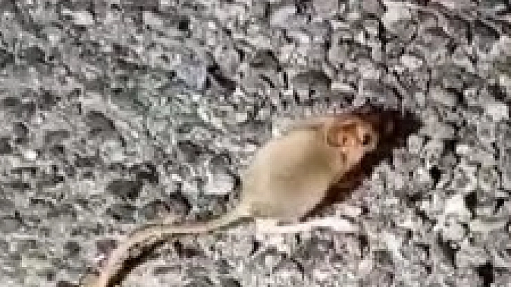 Kırmızı listede yer alıyor, Tunceli'de görüntülendi