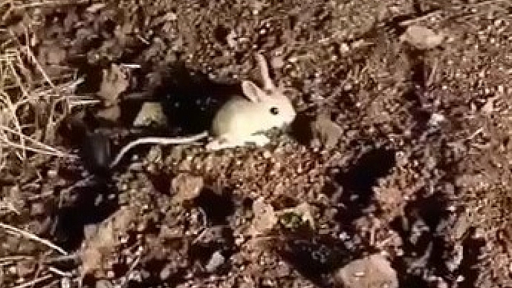 Kırmızı listede yer alıyordu: Elazığ'da görüntülendi.