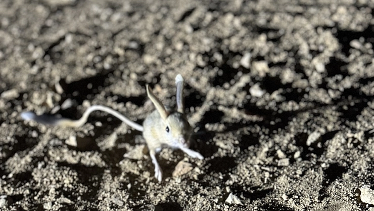 Kırmızı Listede Yer Alıyordu.. Nesli Tehlike Altında Olan Tavşan Ortaya Çıktı..!