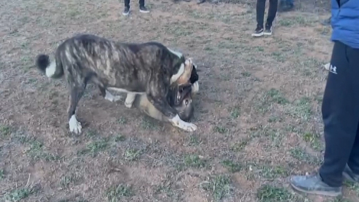 Köpekler acımasızca dövüştürüldü