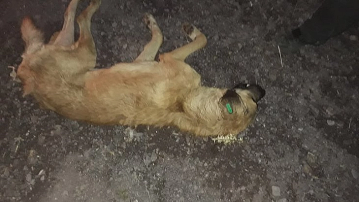 Köpekler açlıktan öldü