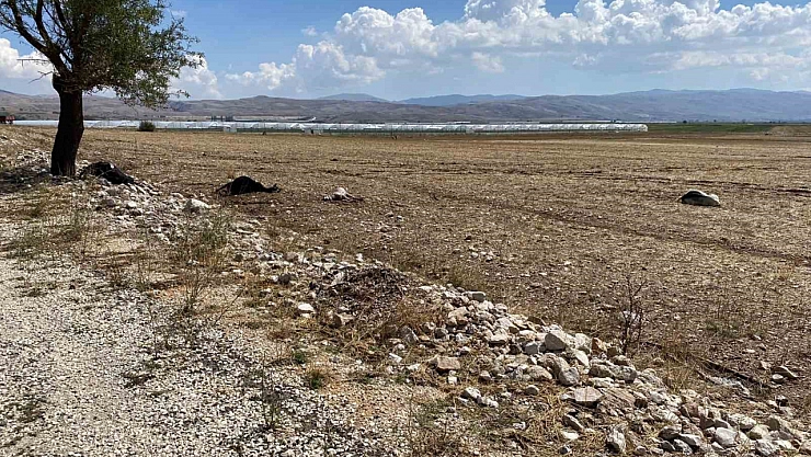 Antalya'da su baskını! Onlarca hayvan telef oldu!