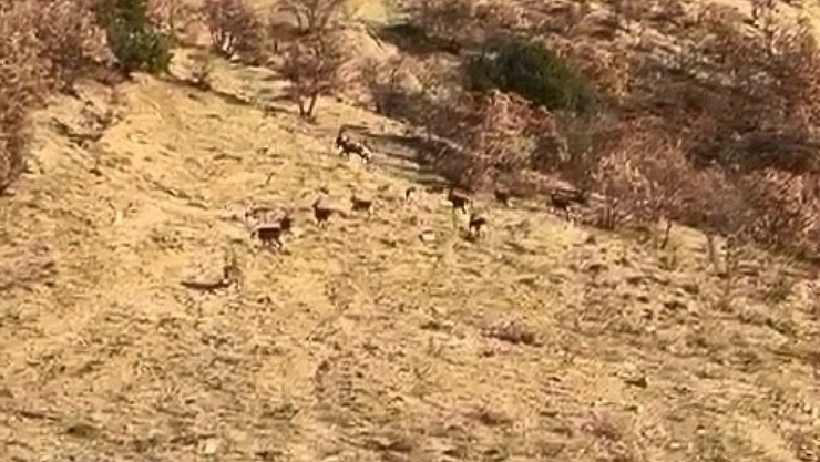 Koruma altındaki dağ keçileri görüntülendi