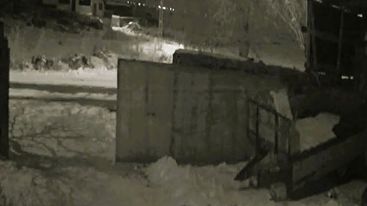 Aç kurtlar dehşet saçtı