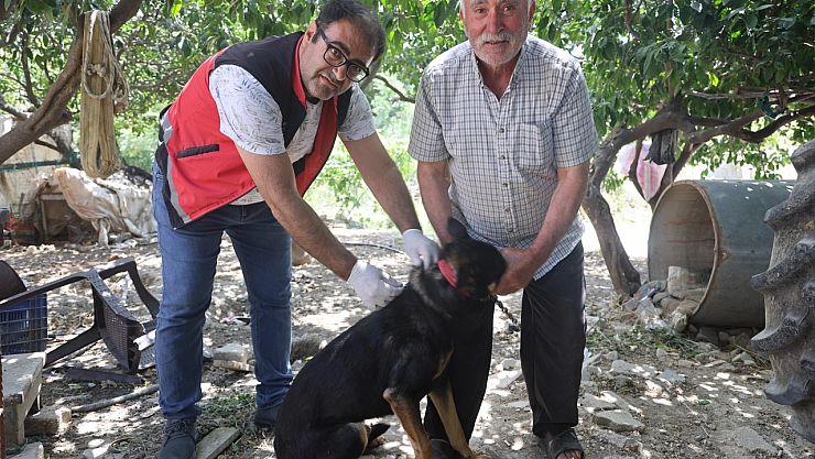 Kuduz karantinasındaki 4 mahallede başıboş köpekler toplanmaya başladı