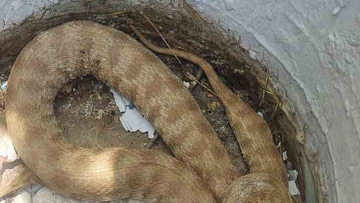 Zehirli engerek doğal ortamına bırakıldı