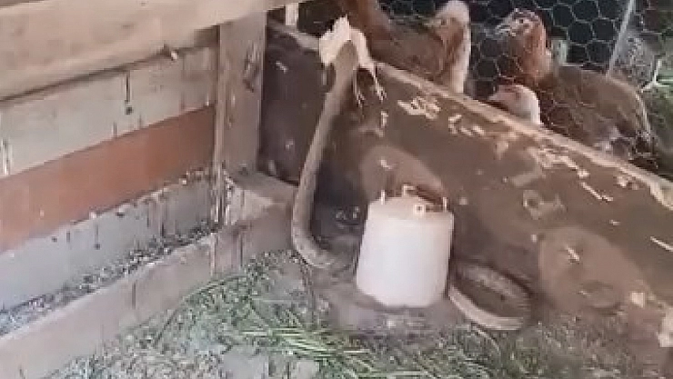 Kümese giren yılan civcivi telef etti