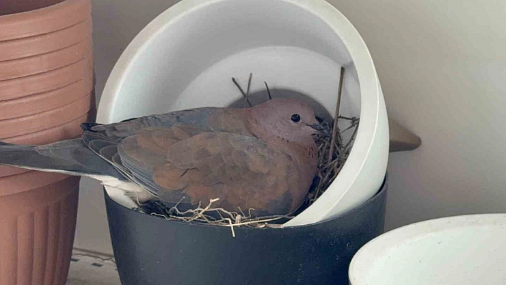 Kumru, saksının içine yuva yaptı