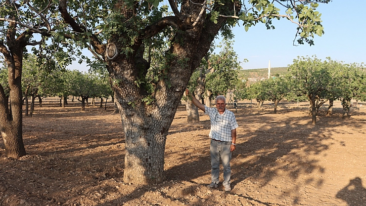 Kuraklığın vurduğu yüzlerce yıllık anıt fıstık ağaçları kuruma tehlikesi yaşıyor