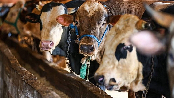 Kurban Bayramı'nda dikkat! 15 bin liradan olmayın!