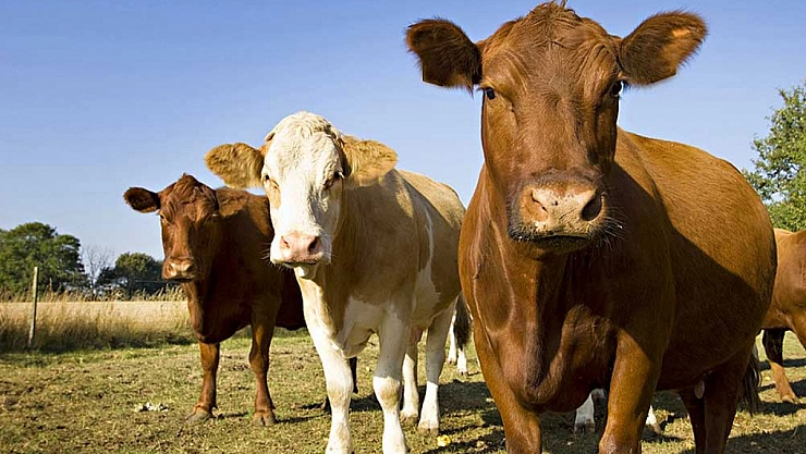 Emniyet uyardı, paranızdan olmayın!