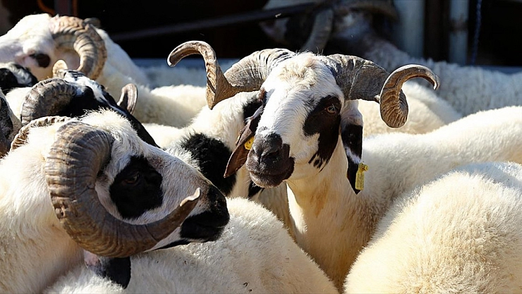 Kurbanlık alacaklar dikkat