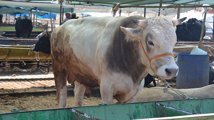 Kurbanlık alırken bunlara dikkat edin