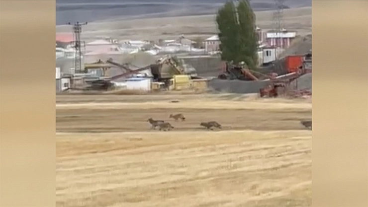 Kurt sürüsü merkeze indi