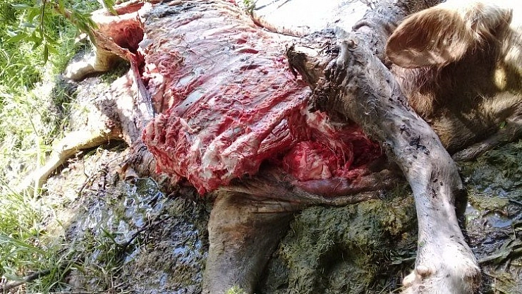 Kurtlar 2 danayı telef etti