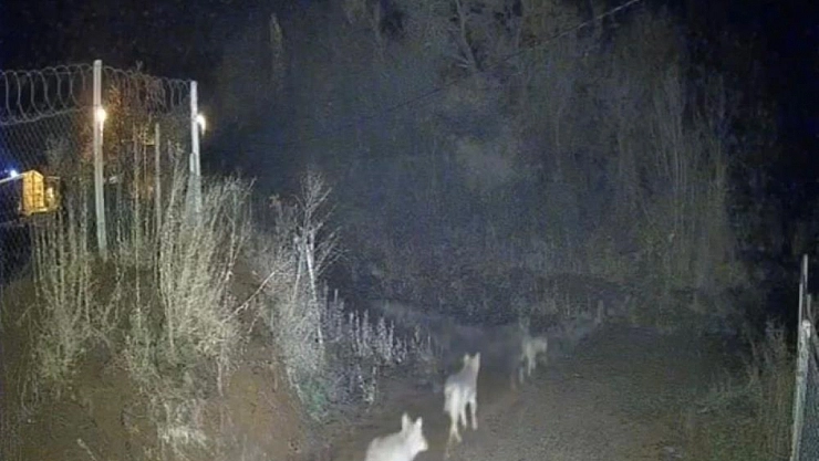 Kurtlar sürü halinde görüntülendi