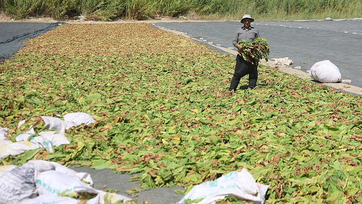 Kurutulmaya bırakılan tütünler, tarım arazilerini renklendirdi