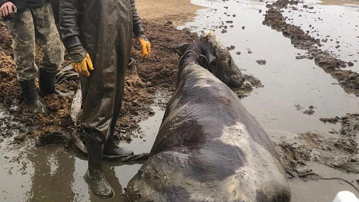 Kuyuya Düşen İneği İtfaiye Kurtardı