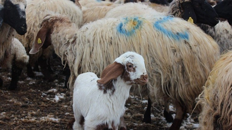 Kuzu doğumları başladı