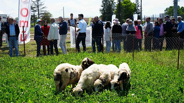 Et sorunu çözülüyor!
