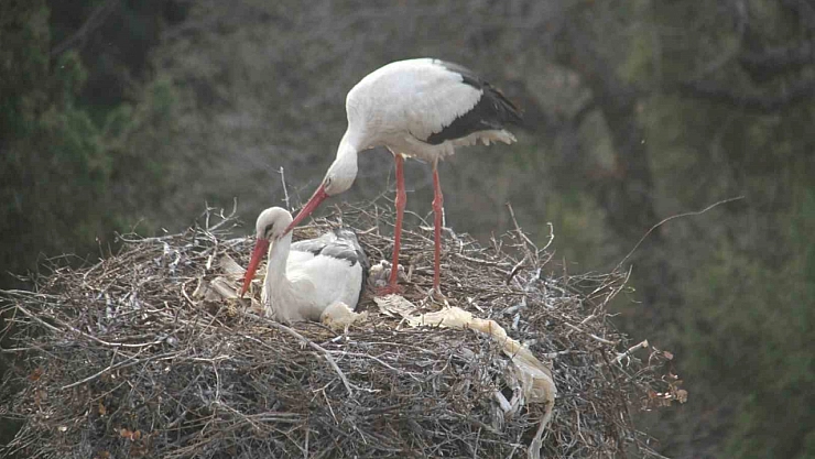 Leylekler Konya'ya gelmeye başladı