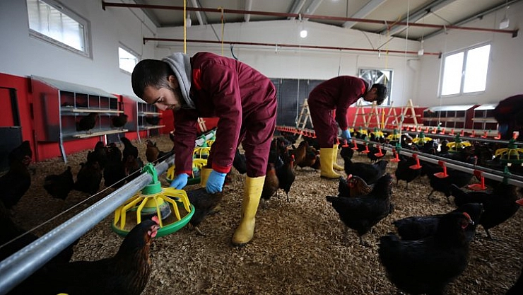 Liseliler tavukçuluğu öğreniyor