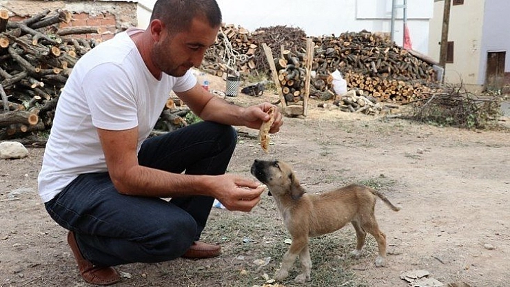 Sokak hayvanlarına aylık 700 TL