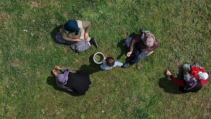 Madımak hasadı başladı