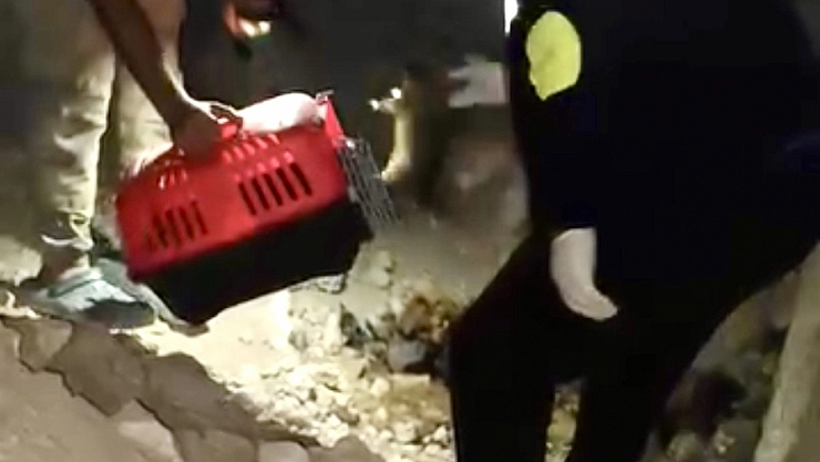 Mağarada dram: Anne köpek ölü bulundu, yavruları kurtarıldı