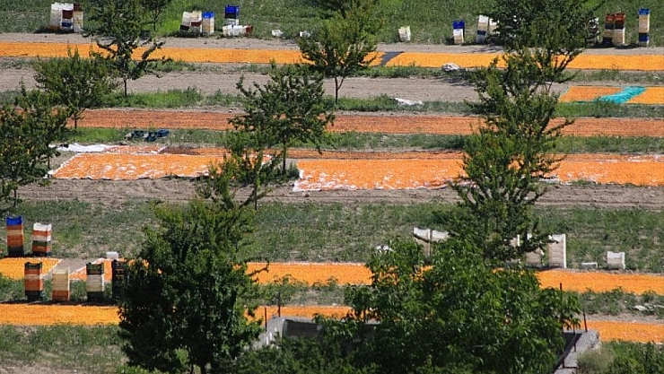 Malatya'da 120 TL'ye satılan kayısı, ihraçta 300 TL