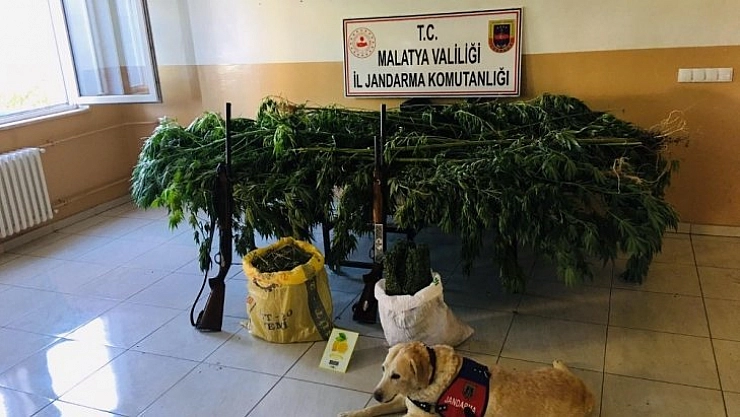 2 bin 20 kök kenevir ele geçirildi