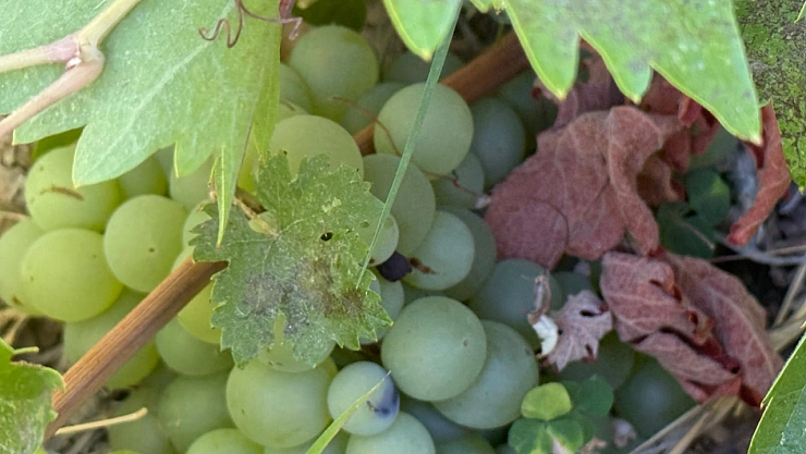 Malatya'da 3 bin dönüm üzüm bağı yok oldu