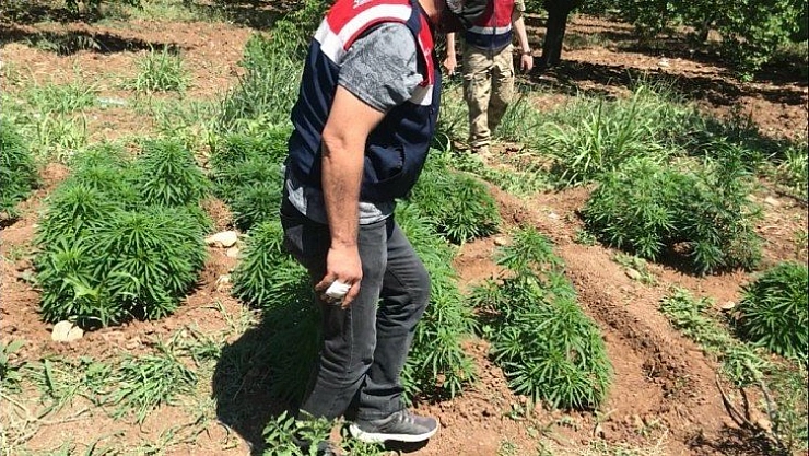 Kenevir ele geçirildi