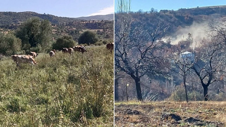 Malatya'da 57 sahada sürdürülüyor... Kayısıyı madenler kuruttu! 'Zehirlenmek istemiyoruz'