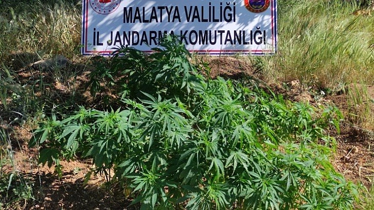 Kenevir ele geçirildi