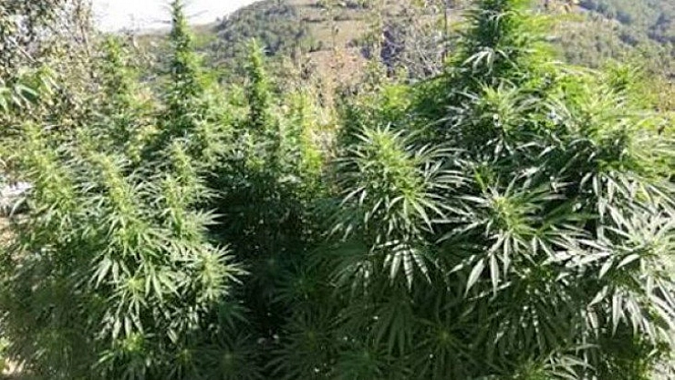 Hint keneviri ele geçirildi