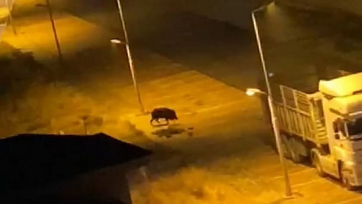 Domuzlar merkeze indi