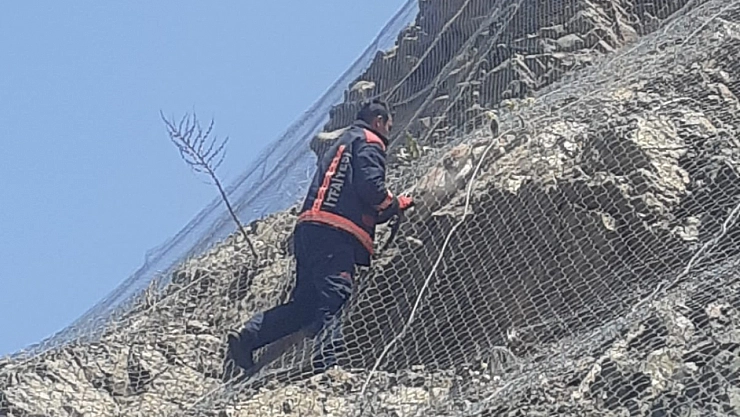 Malatya'da ağa takılan 2 yaban keçisi kurtarıldı