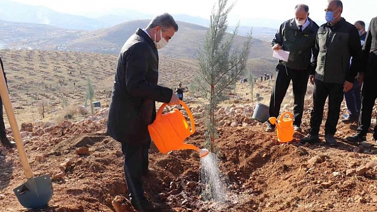 2 milyon 250 bin fidan