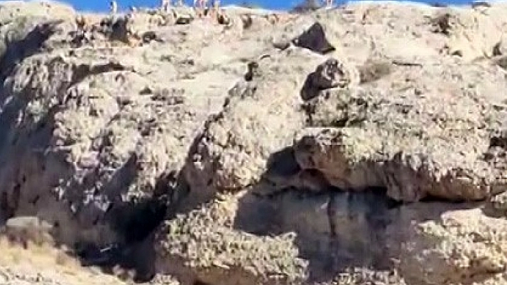 Malatya'da yaban keçisi sürüsü görüntülendi