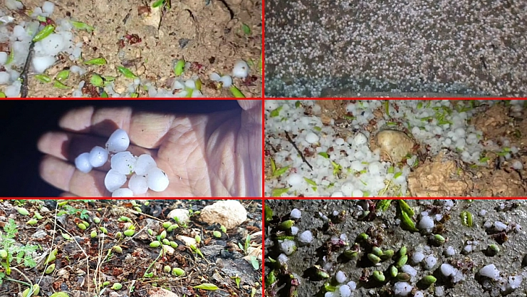 Malatya'da dolu felaketi: Kayısı bahçelerindeki zarar yüzde 80'e ulaştı