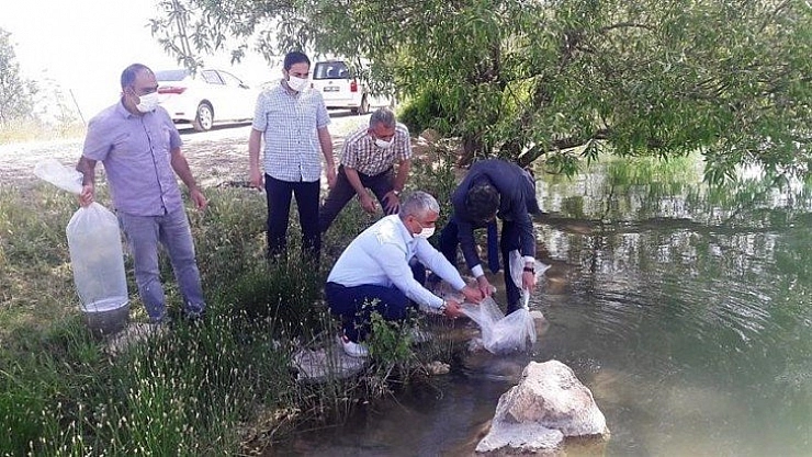 Göletlere 50 bin balık bırakıldı