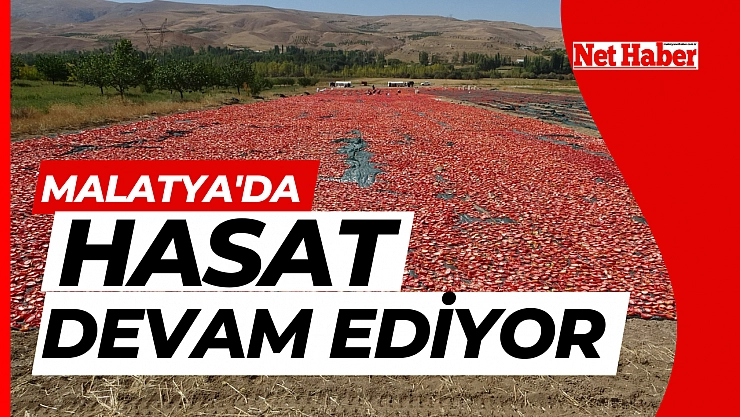 Malatya'da hasat devam ediyor