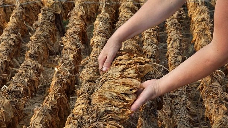 Malatya'da Kaçakçılık Operasyonu: 2 Ton Bandrolsüz Tütün Ele Geçirildi