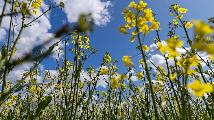 Malatya'da kar bitti! Sıcaklıklar 21 dereceye kadar yükselecek!