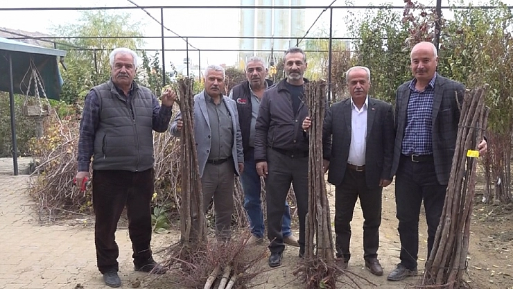 Malatya'da kayısı fidanı 125 TL'den satılmaya başlandı